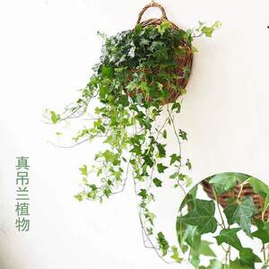 栀子花盆栽藤编花盆壁挂悬挂花篮吊篮草编吊兰植物户外阳光花盆