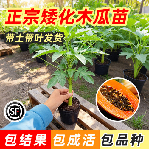 四季木瓜果树果苗冰糖红心水果木瓜特大苗果树庭院南北方种植盆栽 - 图3