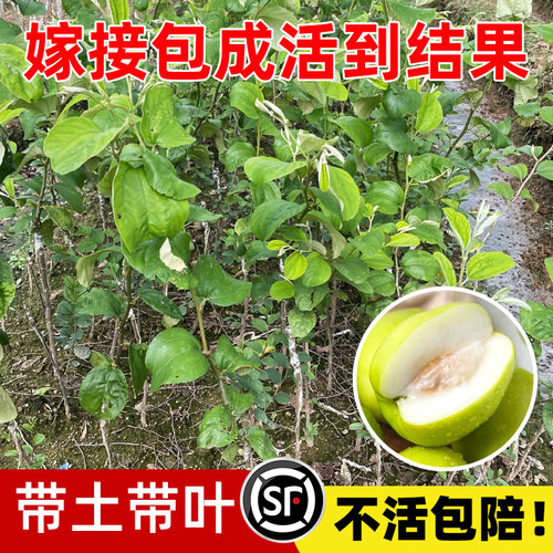 大青枣树果苗正宗台湾嫁接大青枣树苗蜜丝枣树苗南方种植盆栽地栽 - 图2