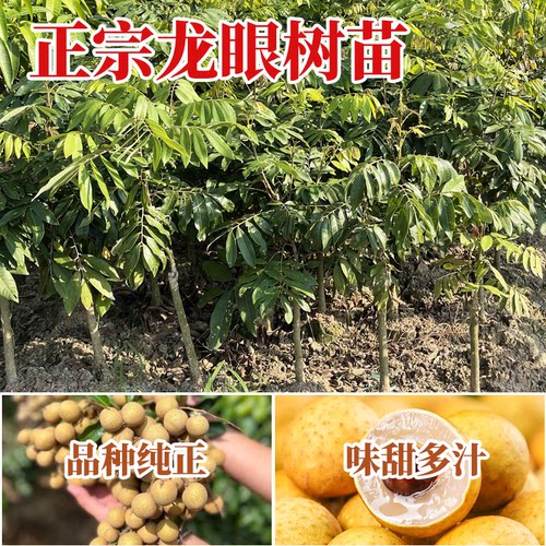 龙眼树苗嫁接盆栽水果树苗储良桂圆石硖南方四季种植特大号地栽苗 - 图2