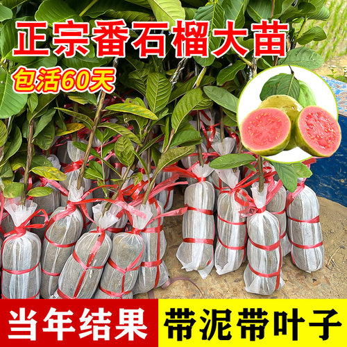 番石榴树果苗红心芭乐树苗南方种植庭院盆栽地栽四季果树当年结果 - 图3