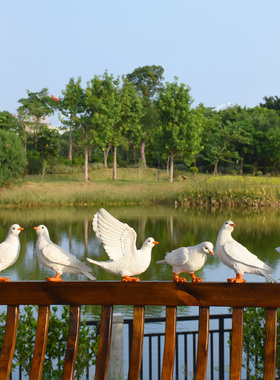 户外园林鸽子摆件仿真动物白鸽景观别墅草坪装饰花园庭院橱窗摆设
