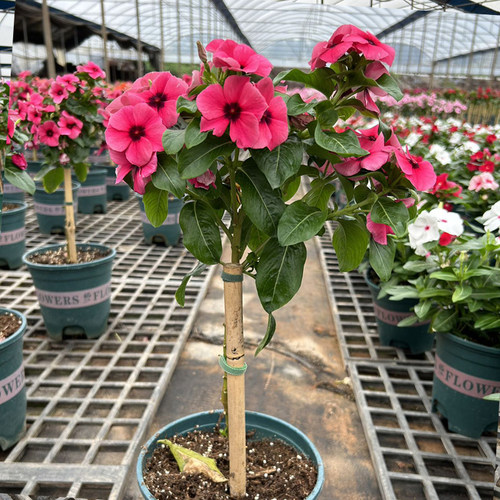 长春花棒棒糖阳台花卉日日春庭院花卉四时花盆栽花苞箐禾花场直发 - 图0