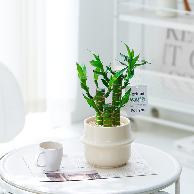 富贵竹桌面转运小盆栽文昌竹四季常青办公室招财绿植好养送礼摆件,淘宝优惠券,粉丝福利购,淘宝优惠卷