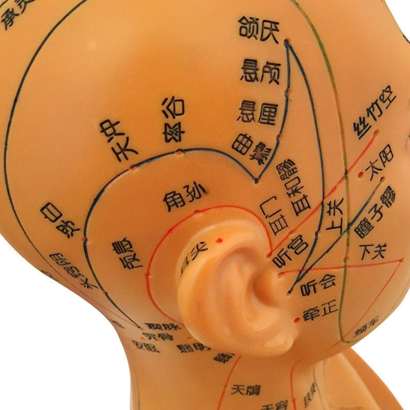 30cm头部穴位模型中医人体经络图教学大头部四功能针灸腧穴头模,淘宝优惠券,粉丝福利购,淘宝优惠卷