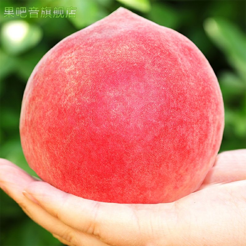 现货现摘春雪蜜桃5斤 冬脆桃当季时令整箱孕妇桃子新鲜水果,淘宝优惠券,粉丝福利购,淘宝优惠卷