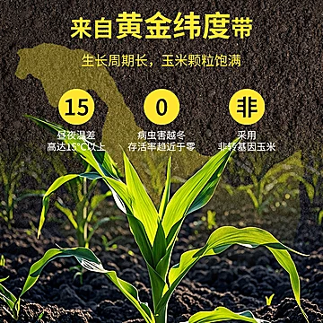 【拍14件6.97】多风味糯玉米[115元优惠券]-寻折猪