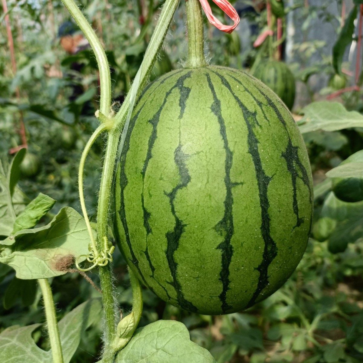 河马水果新鲜山东2K麒麟小糖丸甜西瓜手剥薄皮孕妇冰糖子西瓜当季,淘宝优惠券,粉丝福利购,淘宝优惠卷