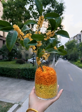 透明玻璃桂花收集瓶秋天限定