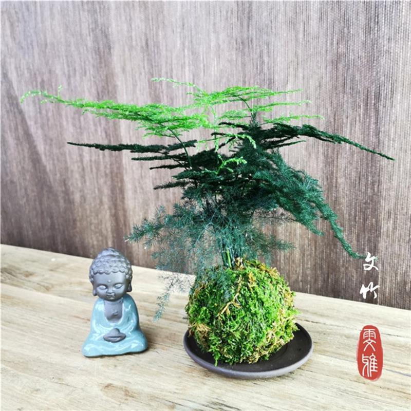 文竹六月雪福建茶菖蒲小叶紫檀米竹袖珍椰子蕨香松盆栽绿植苔藓球 - 图1