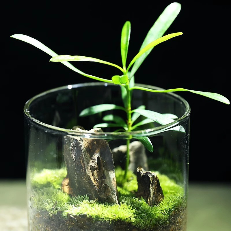 微景观生态瓶生命之树懒人苔藓罗汉松宿舍迷你小盆栽真植物办公 - 图0