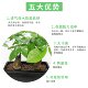Lightweight ceramsite for gardening in large, medium and small sizes suitable for pot bottoms and soilless cultivation hydroponic media