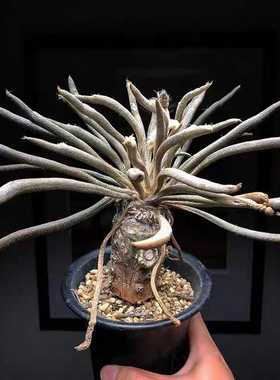 黄色水晶球玻璃球马到成功透明白球摆件办公室装饰摆设饰品工艺品