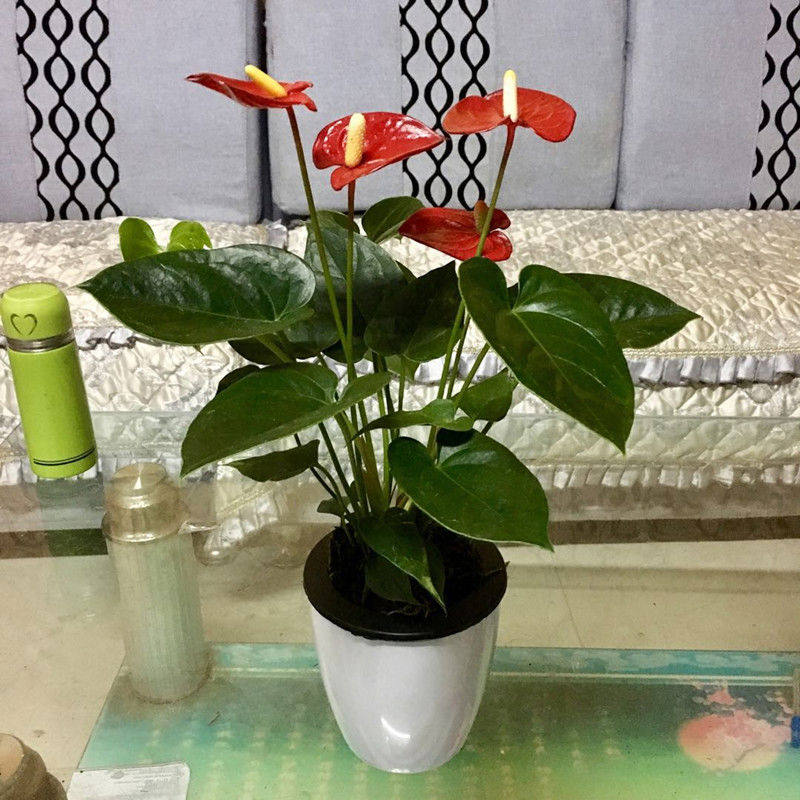 新绿植 粉掌苗带花 室内盆栽植物 水培红掌绿萝 土培发财树,淘宝优惠券,粉丝福利购,淘宝优惠卷