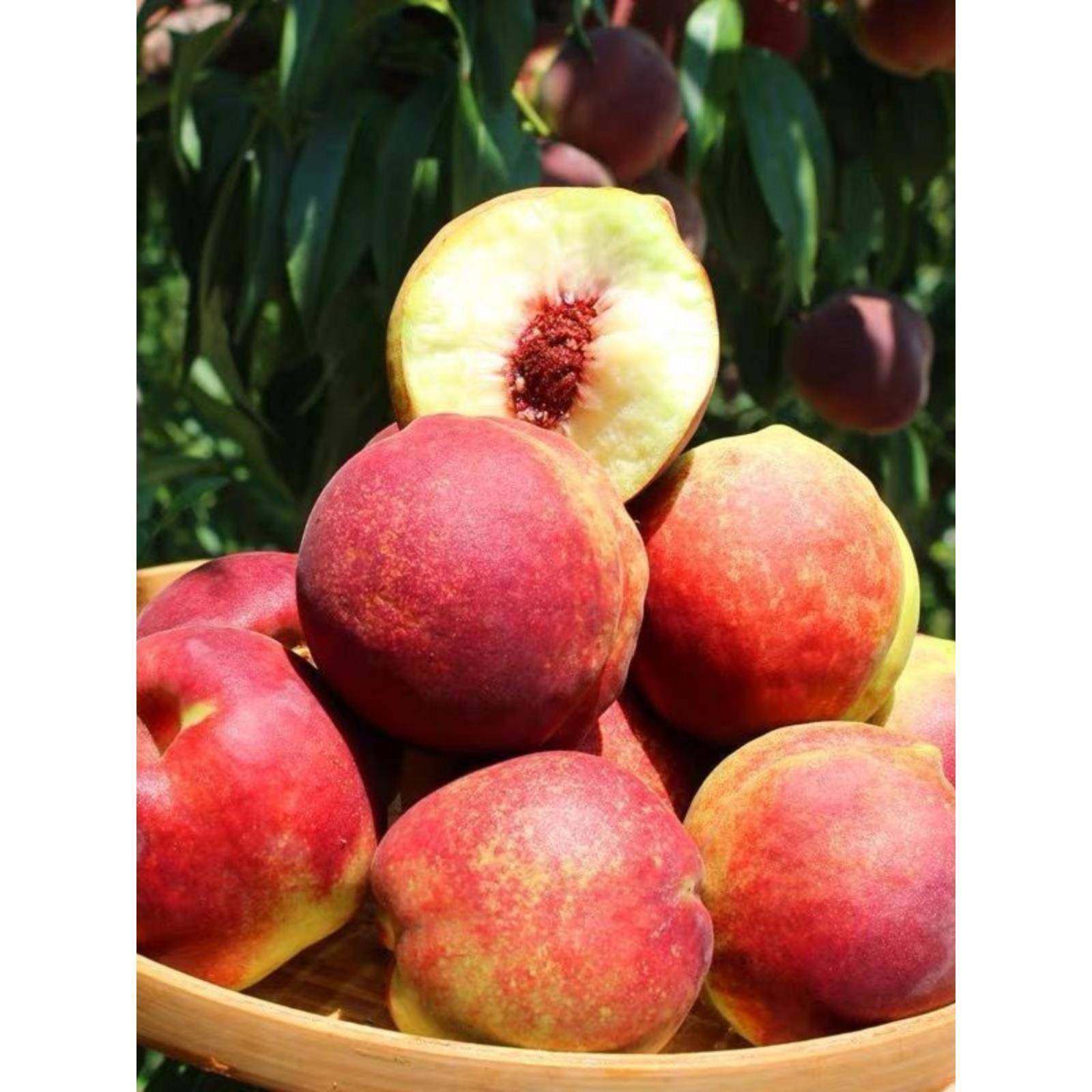 青州蜜桃硬脆桃子甜毛桃新鲜水果脆桃蜜桃毛桃现摘硬脆甜应季水果,淘宝优惠券,粉丝福利购,淘宝优惠卷