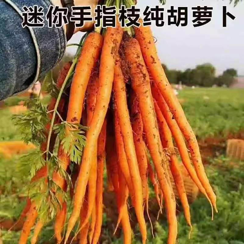 帝王系水果胡萝卜新鲜手指小胡萝卜即食生吃吮指拇指萝卜应季蔬菜,淘宝优惠券,粉丝福利购,淘宝优惠卷