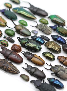 【马赛克】真实甲虫标本装饰画昆虫相框摆件彩色艺术家居家居饰品