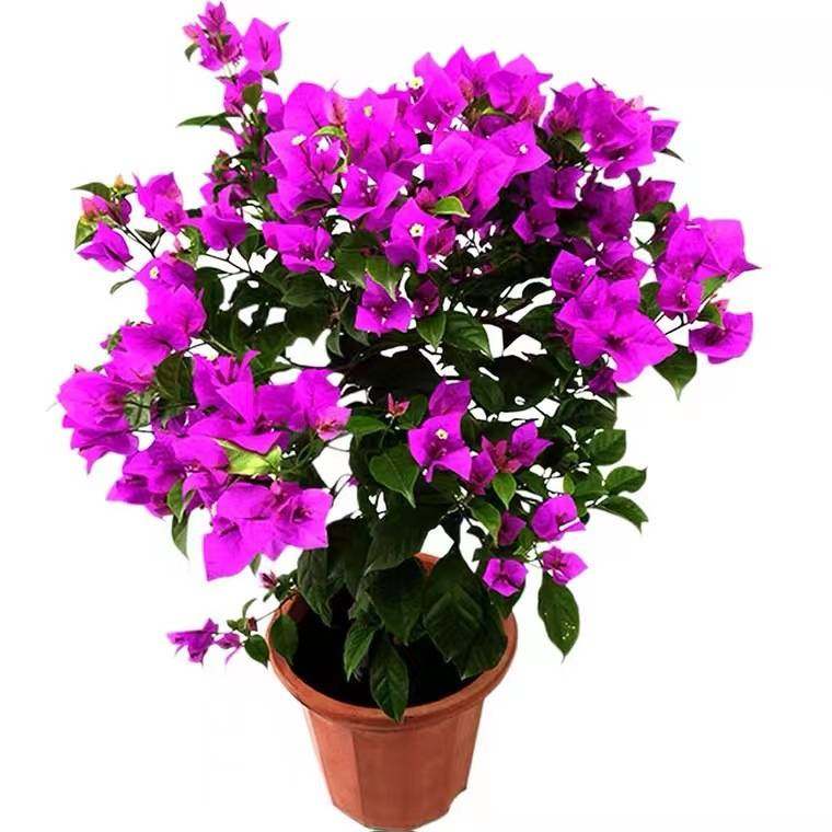 耐寒三角梅特价四季开花耐热室外庭院多色花卉绿植爬藤盆景植物,淘宝优惠券,粉丝福利购,淘宝优惠卷