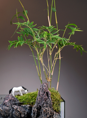 假山流水摆件过滤循环水桌面植物小型鱼缸客厅办公室装饰桌面景观