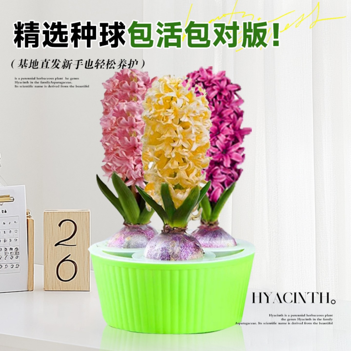 进口风信子种球水培花卉植物室内外耐寒好养懒人土培阳台桌面盆栽,淘宝优惠券,粉丝福利购,淘宝优惠卷