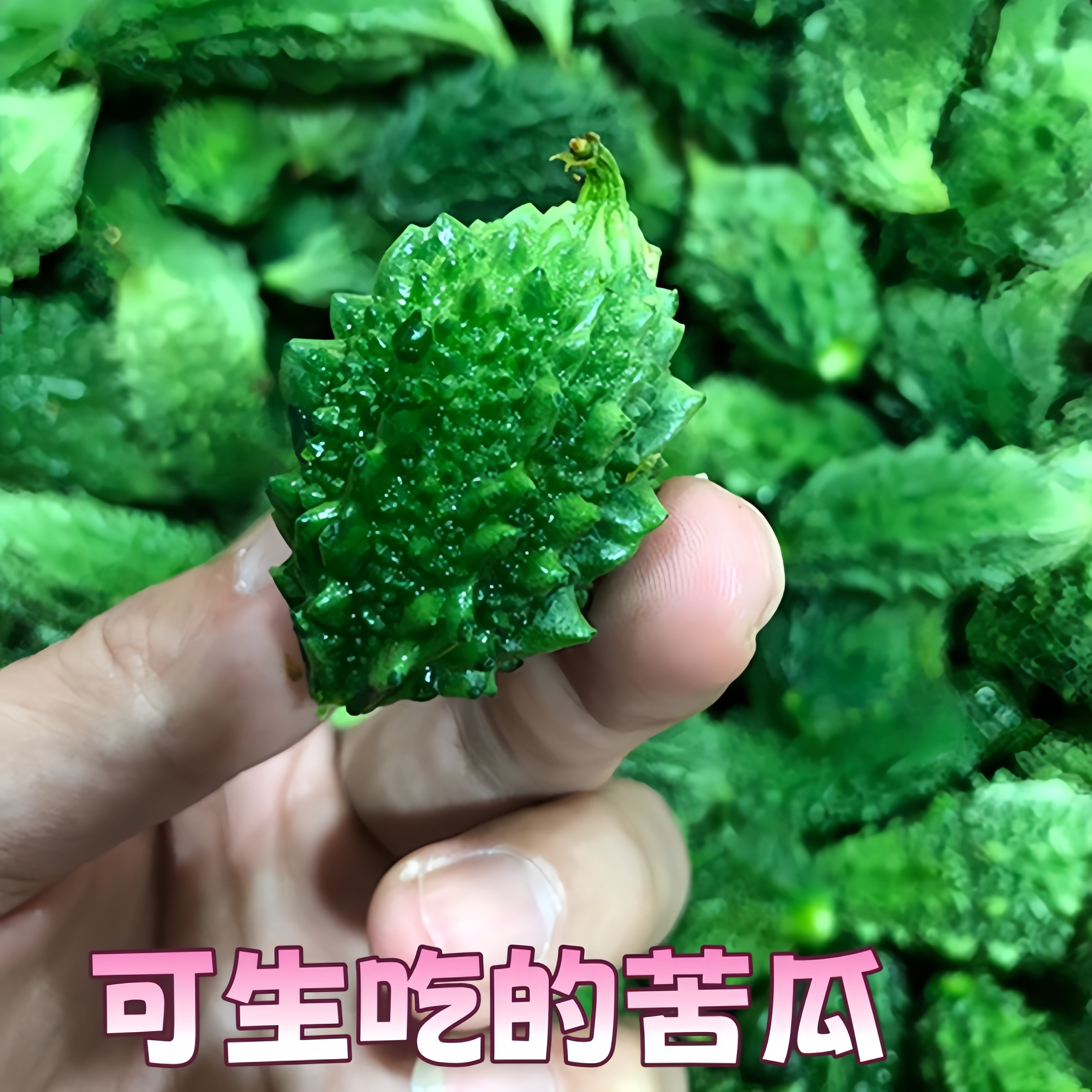 泰国小苦瓜秧苗带土绿色水果蔬菜四季白金癞瓜高产苹果苦瓜种子苗,淘宝优惠券,粉丝福利购,淘宝优惠卷