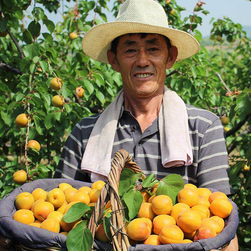 新货现摘杏子新鲜水果整箱黄杏应当季酸甜脆杏整箱大果青蜜杏包邮,淘宝优惠券,粉丝福利购,淘宝优惠卷