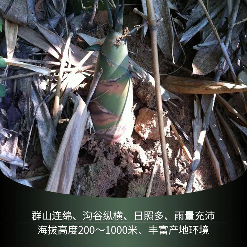 八渡笋广西特产田林八度酸笋农家酸笋新鲜现做免切农家自制脆爽笋 - 图3