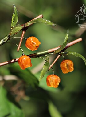 宫灯百合 热缩花簪汉服头饰简约古风发簪步摇盘发旗袍配饰发饰女