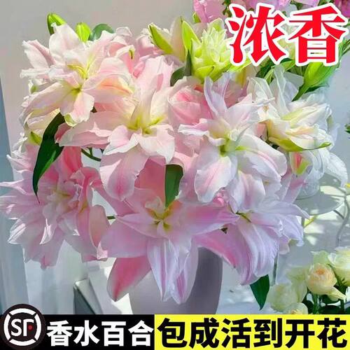 香水百合种球黄天霸特大百合种植苗盆栽花卉绿植耐寒好养易活 - 图1