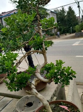 黄杨老桩盆景瓜子皱皮造型小叶绿植室外客厅养树桩
