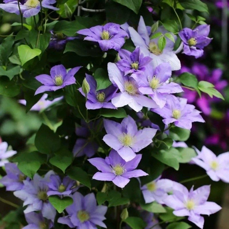 塞尚铁线莲盆栽紫色蓝色耐热爬藤植物小中大苗耐热藤本大花花卉,淘宝优惠券,粉丝福利购,淘宝优惠卷