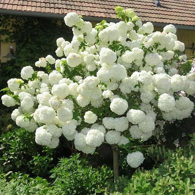 木绣球斗球中华木绣球花园庭院盆栽花卉木本植物花镜搭配绣球花,淘宝优惠券,粉丝福利购,淘宝优惠卷