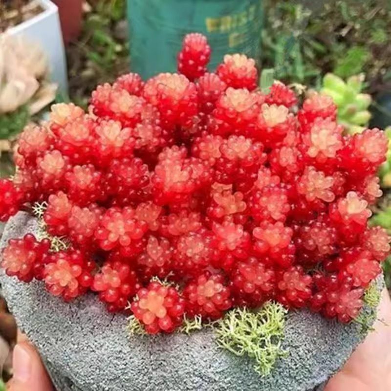 转运珠老桩多肉植物盆栽新手好养肉肉多头老桩组合室内花卉盆栽,淘宝优惠券,粉丝福利购,淘宝优惠卷