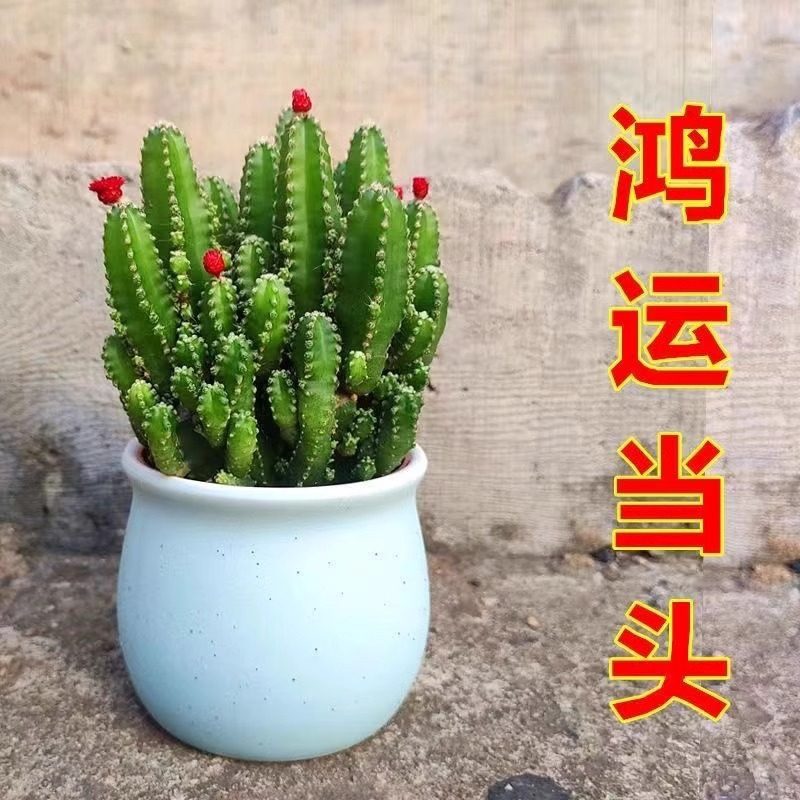 万重山招财山多肉植物仙人掌吸财树客厅绿植花卉室内办公室桌面,淘宝优惠券,粉丝福利购,淘宝优惠卷