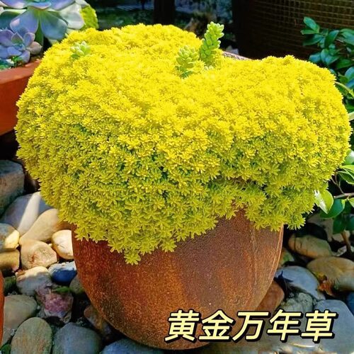 黄金万年草【精品】薄雪万年草多肉植物盆栽办公室阳台花卉绿植 - 图0