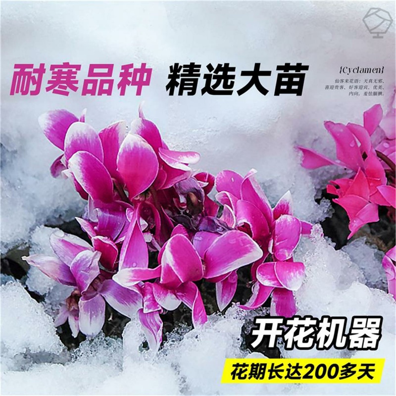 仙客来盆栽花苗兔子带花花卉植物室内重瓣蝴蝶兰庭院阳台好养绿植 - 图2