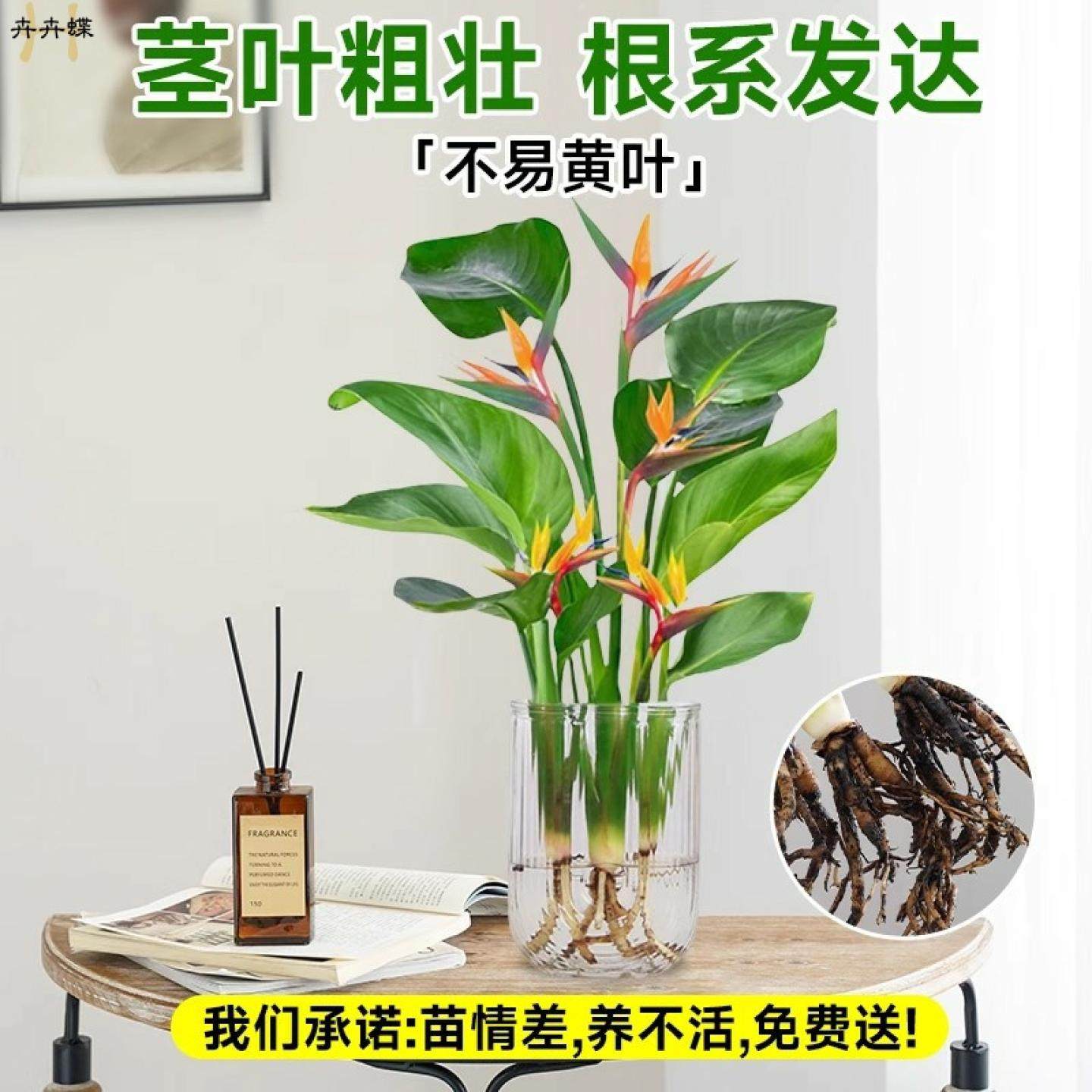 天堂鸟水培植物盆栽室内鹤望兰耐阴好养桌摆净化空气四季常青花卉,淘宝优惠券,粉丝福利购,淘宝优惠卷