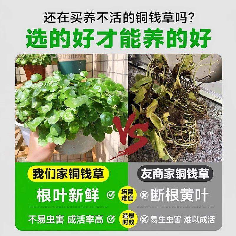 铜钱草水培植物大叶水培金钱草绿植鱼缸水草办公室桌面盆栽净化水,淘宝优惠券,粉丝福利购,淘宝优惠卷