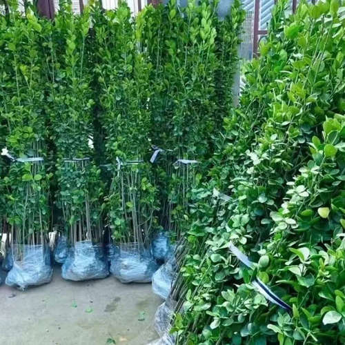 北海道黄杨苗花园围墙篱笆四季青法国冬青绿篱丛生园林绿化植物花 - 图1