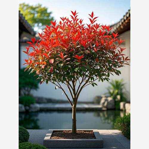 高杆红叶石楠球树苗小杯火焰红篱笆围墙绿化工程色块庭院四季植物 - 图1