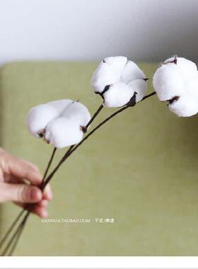 棉花干花花束仿真花木棉花头带杆子拍照道具客厅装饰插花花艺永生