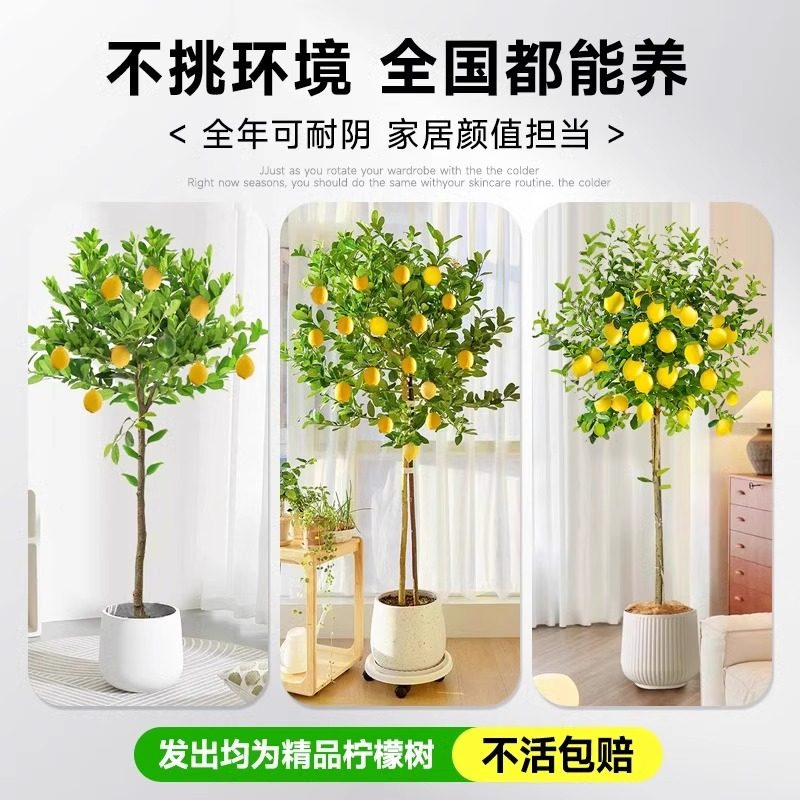 香水柠檬树盆栽带果客厅绿植大型植物室内阳台禄植四季好养除甲醛,淘宝优惠券,粉丝福利购,淘宝优惠卷