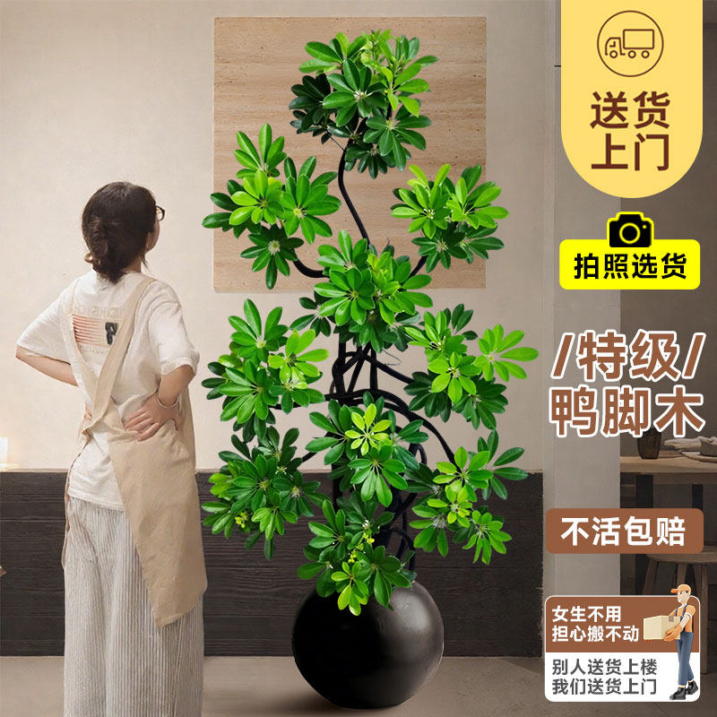鸭脚木客厅大盆栽室内绿植高级感好养高端大气上档次植物大型树木,淘宝优惠券,粉丝福利购,淘宝优惠卷