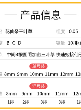 花仙朵三叶草睫毛种植浓密不散根