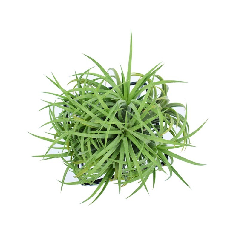 空气凤梨群生 懒人无土植物 绿植花卉办公室内悬挂盆栽新奇礼物 - 图2