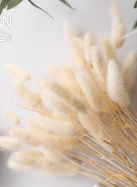 天然狗尾巴草装饰摆设干花u卧室客厅干燥植物花狗尾巴草花束干草