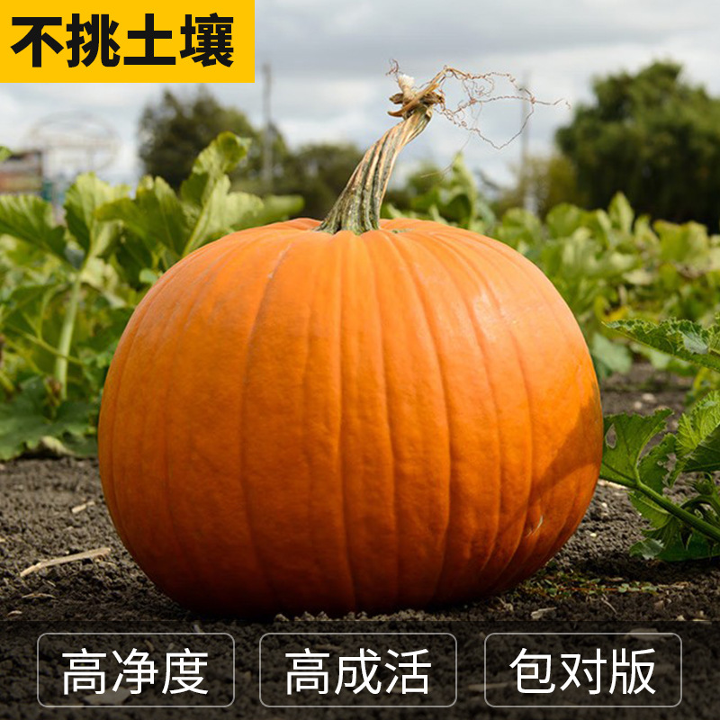 巨型南瓜种孑特大南瓜种子高产抗病四季观赏食用易种蔬菜种籽大全 - 图1