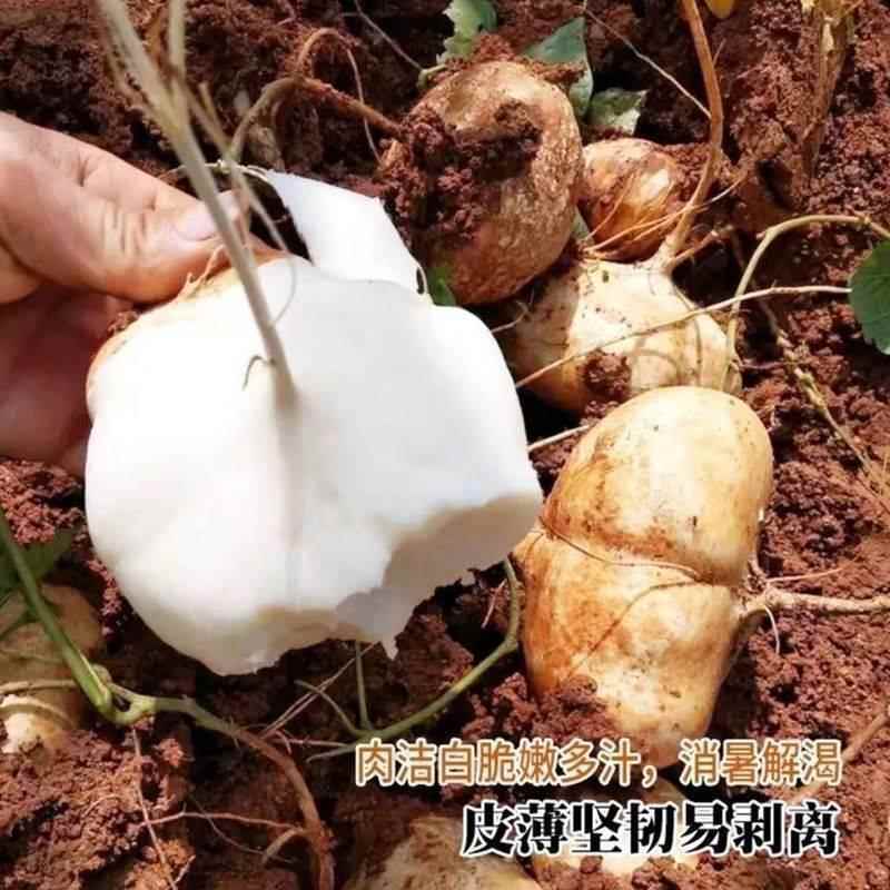 牧马山凉薯种子水果地瓜种籽特大白瓤香甜早熟沙葛土瓜春夏瓜果籽 - 图1