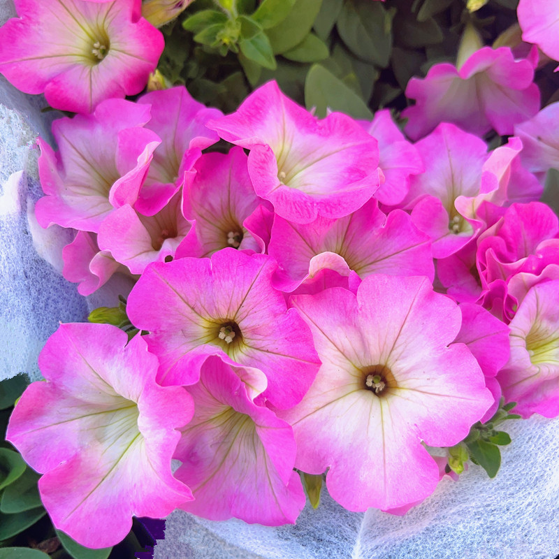 星空矮牵牛花苗窗台花盆栽带花苞垂吊草本花百万小玲阳台四季花卉-图0