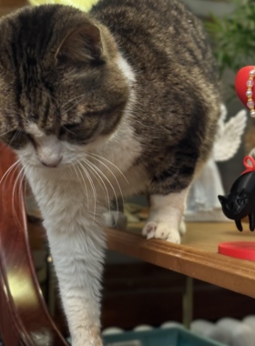 【漂浮的猫】可爱小猫桌面摆件